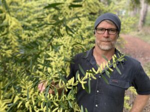Sydney Golden Wattle