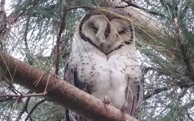 New Owl Friendly chapter launches as movement grows