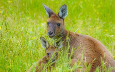 Pindone warning over rabbit bait
