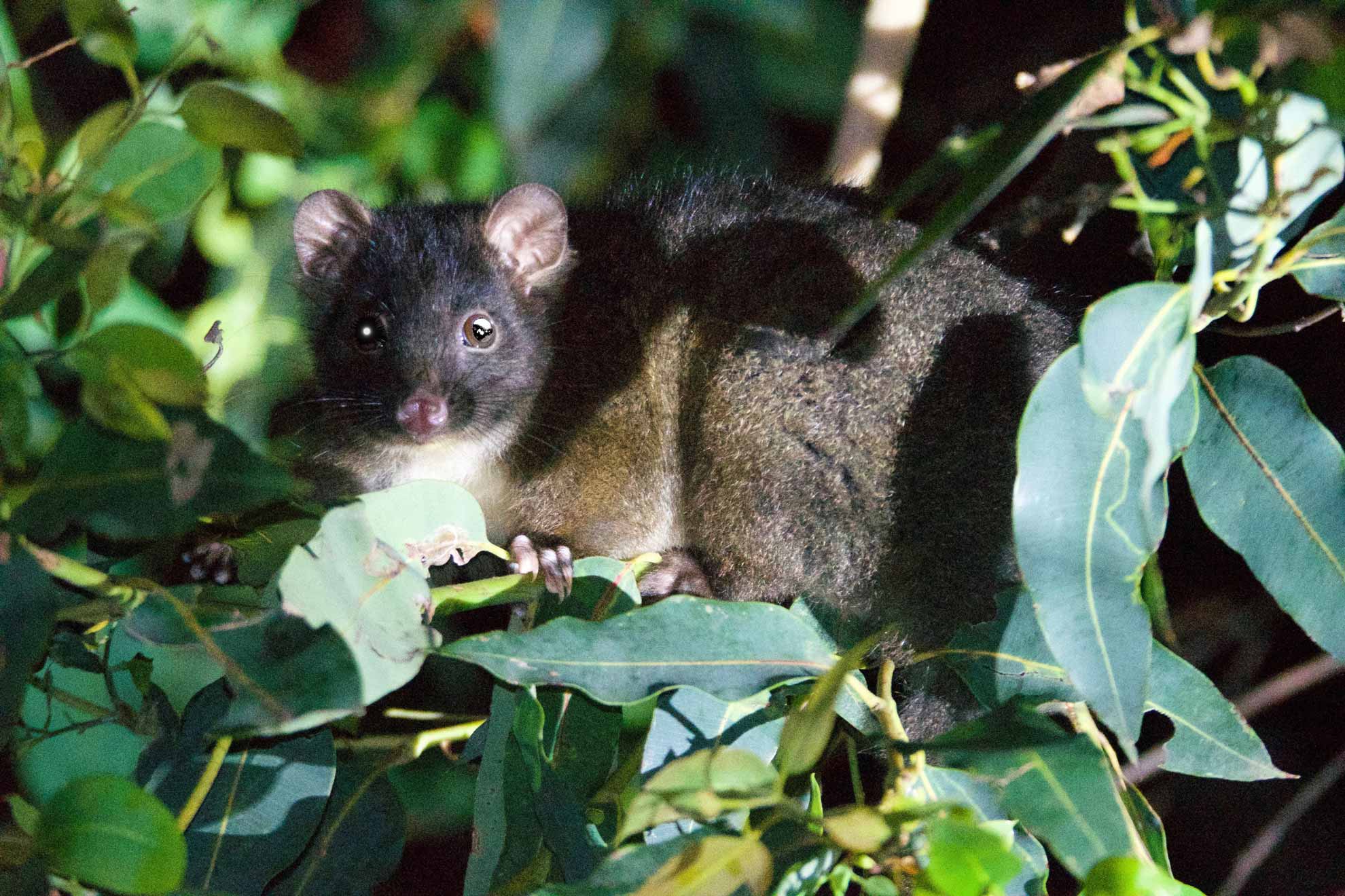 Protection vital for Western Ringtail possum refuge Nature