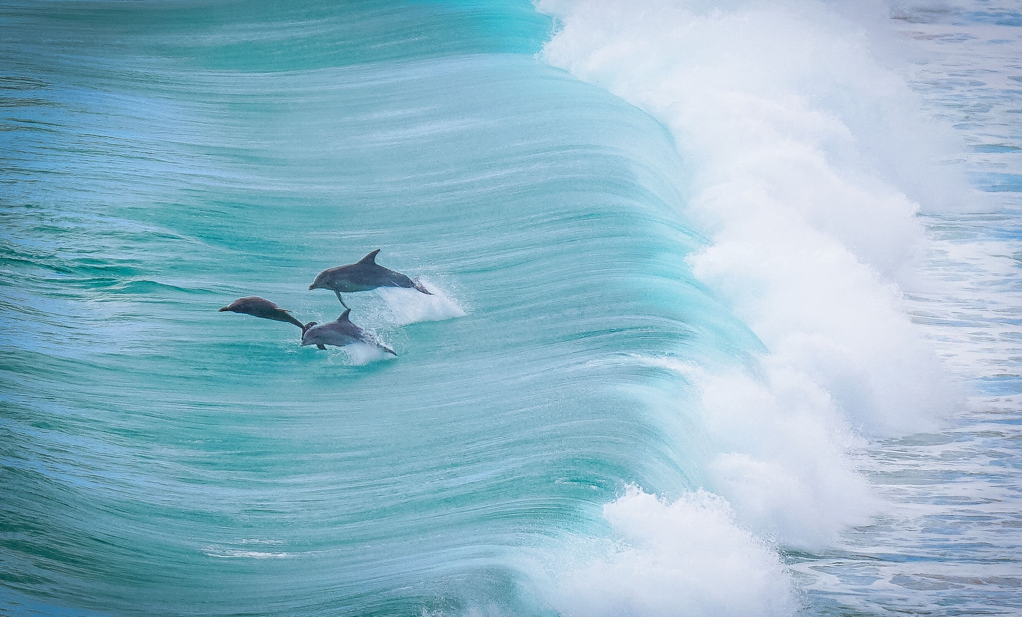 Dolphins in the waves off the Margaret River region