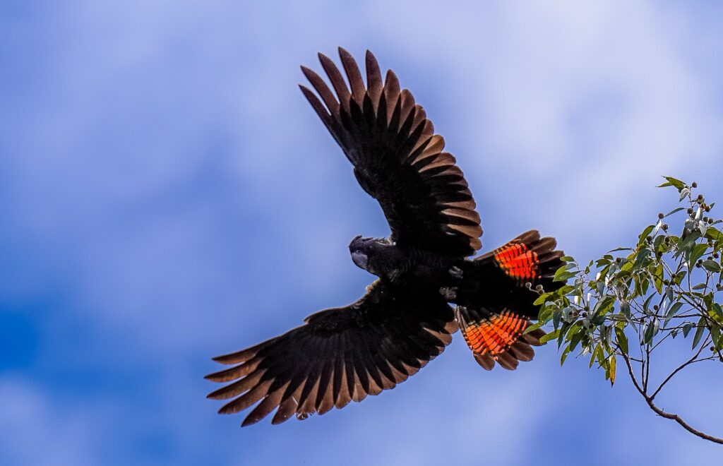 Forest red tailed black cockatoo