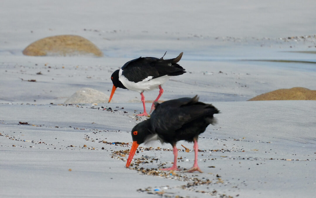 Locals are being encouraged to learn more about our shore birds