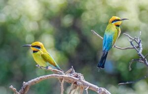 Rainbow bee eaters can be logged during a biodiversity assessment