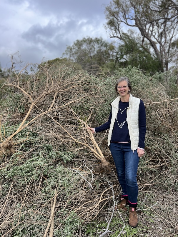 Rachel Pearce fighting invasive broom bush