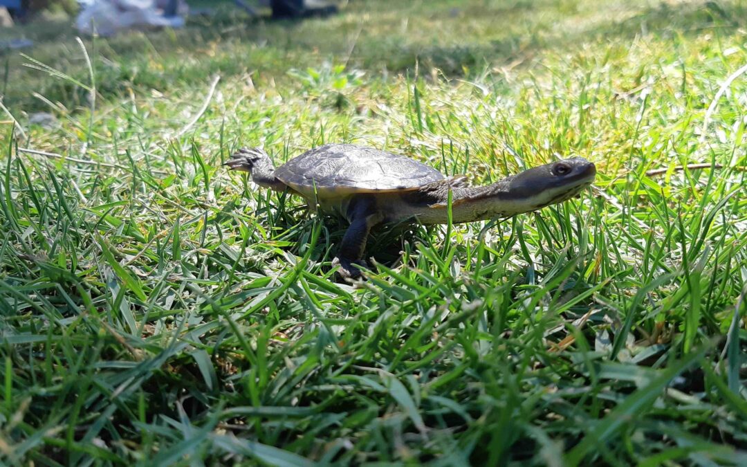 Snake necked turtle