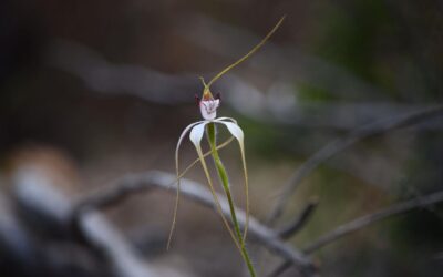 Orchid conservation and hands-on help