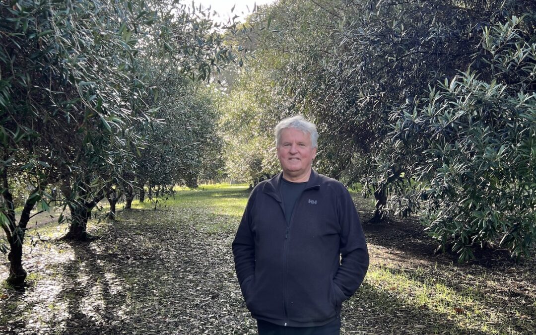 Olives impacting our bush