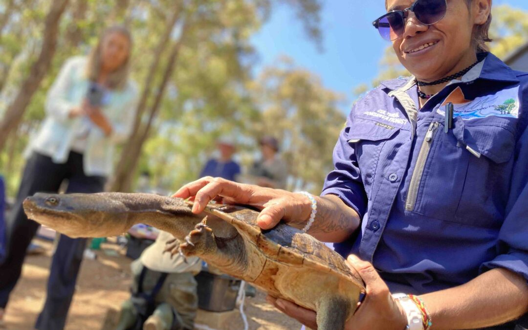 Snake necked turtle tracking a success