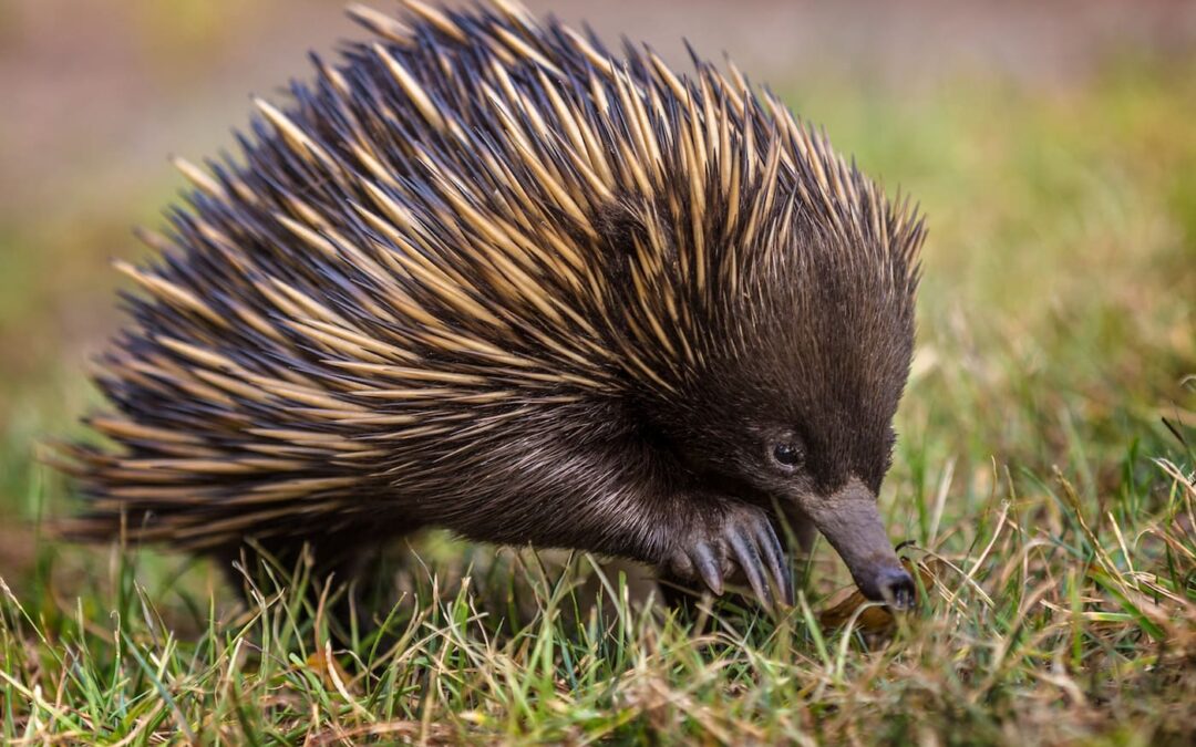 Cracking down on feral animals at Cape Naturaliste