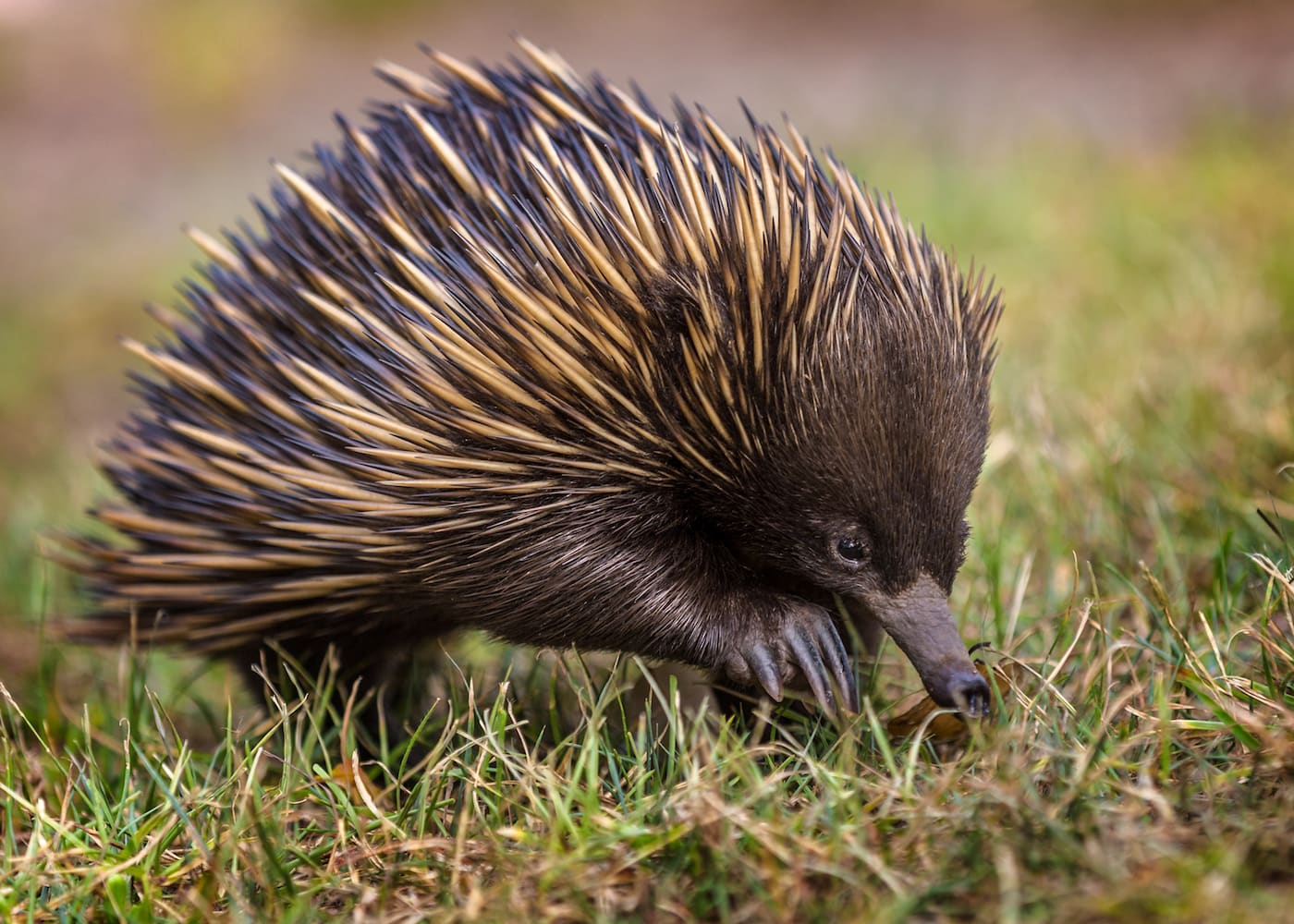 biodiversity assessments