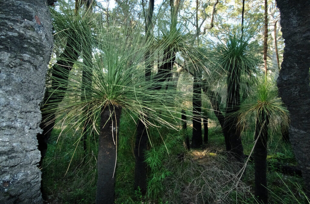 Grass trees Margaret River