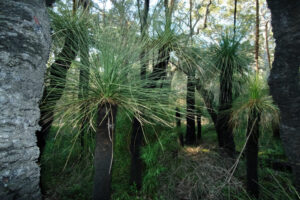 Grass trees Margaret River