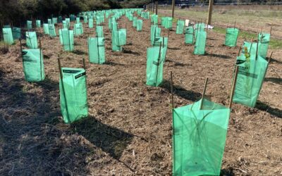 Planting for Wooditjup Bilya