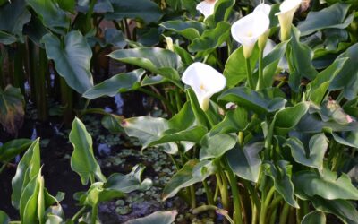Training to tackle toxic weed
