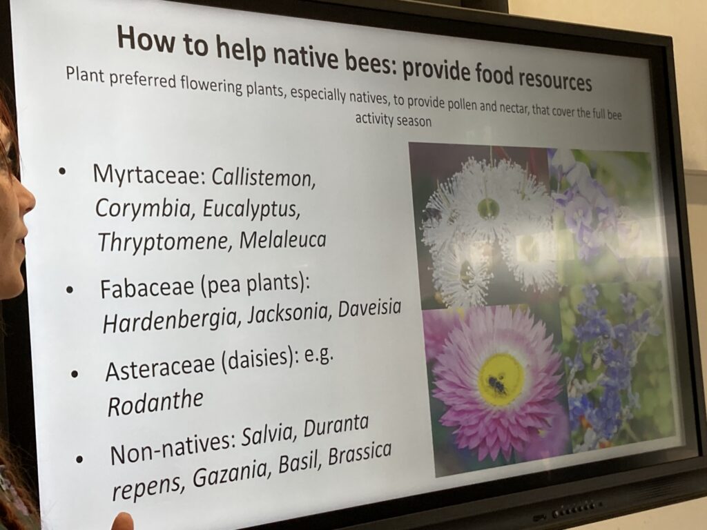 native bees