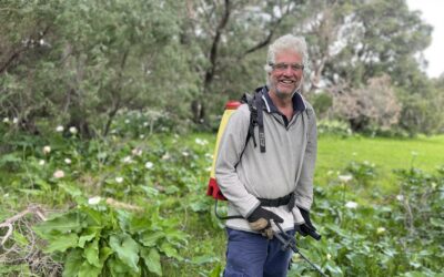 All hands on deck for arum lily control