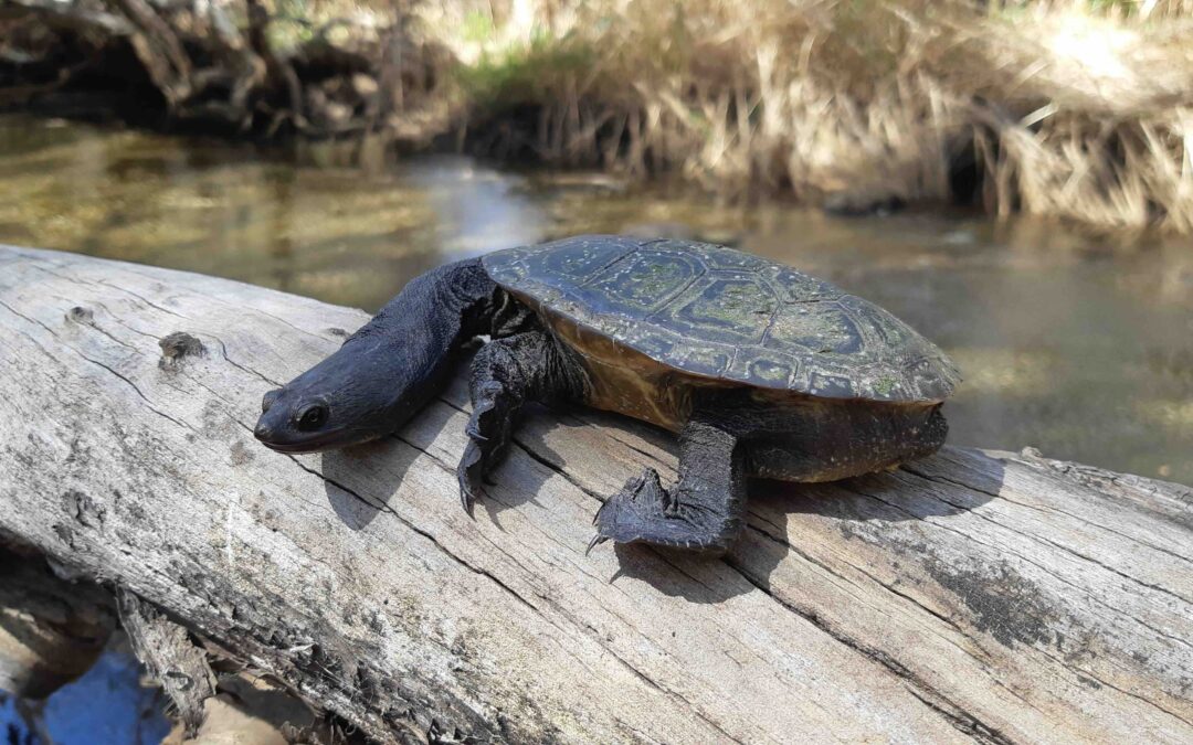 snake-necked turtle