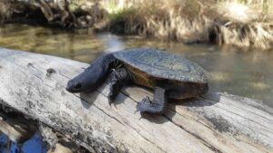 snake-necked turtle