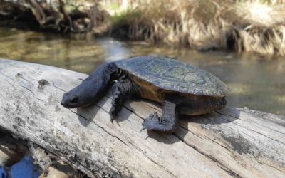 Snake-necked turtle trackers wanted
