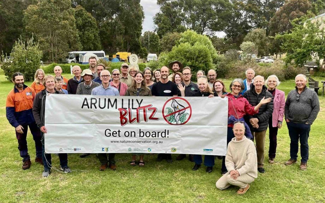 Arum Lily Blitz wind-up copy