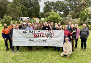 Arum Lily Blitz wind-up copy