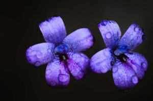 Purple enamel orchid