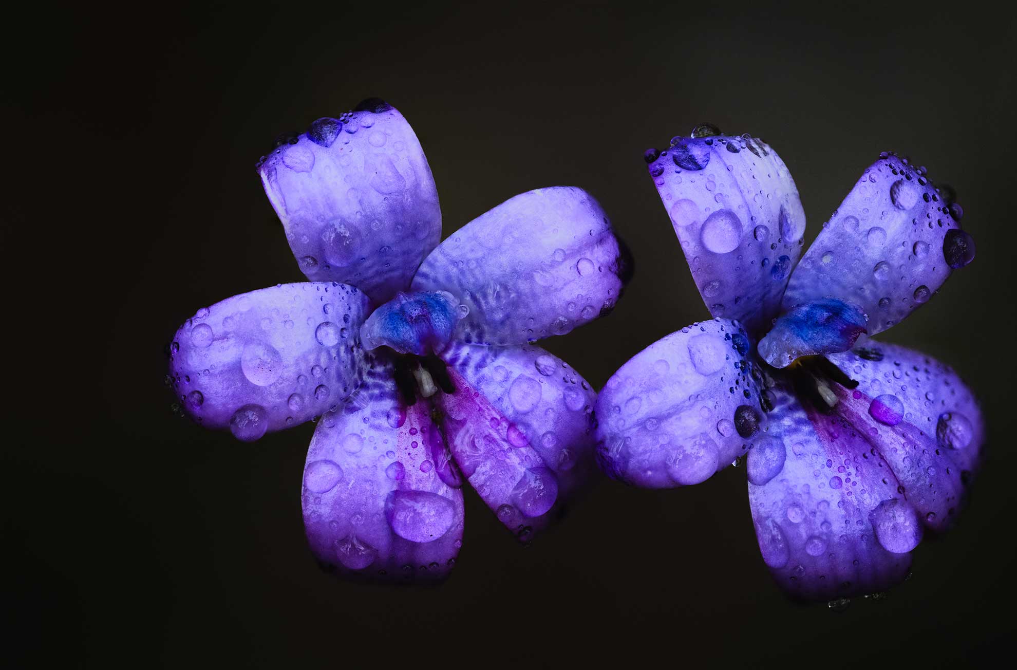 Purple enamel orchid