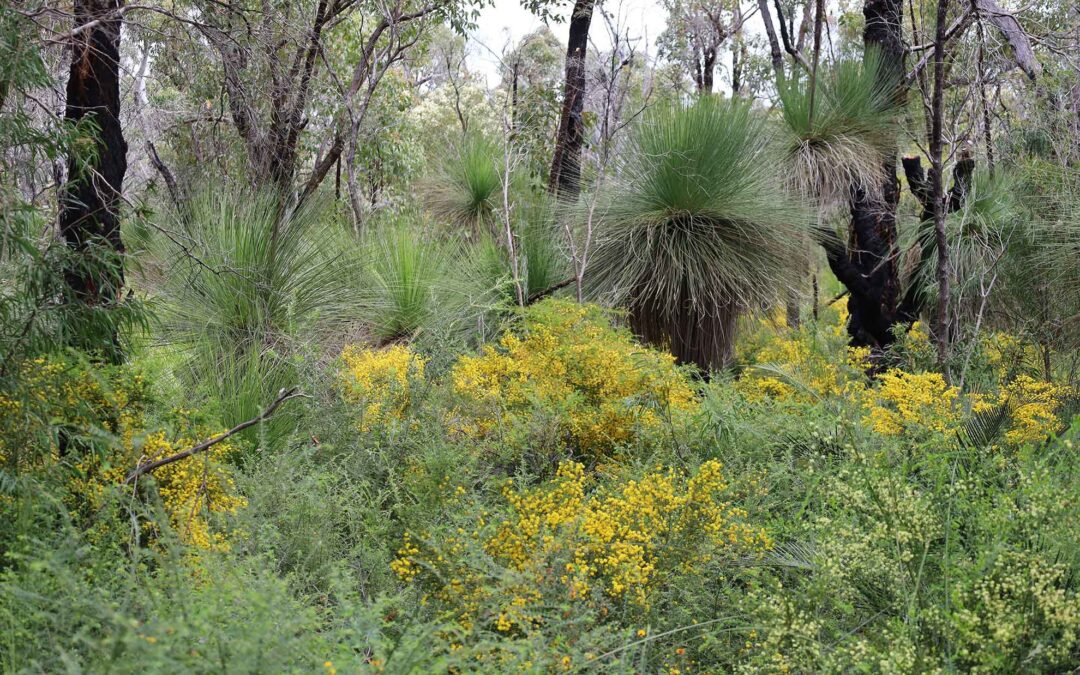 Healthy Bushland