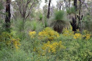 Healthy Bushland