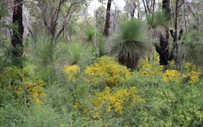 Digging deep for Dugalup Brook
