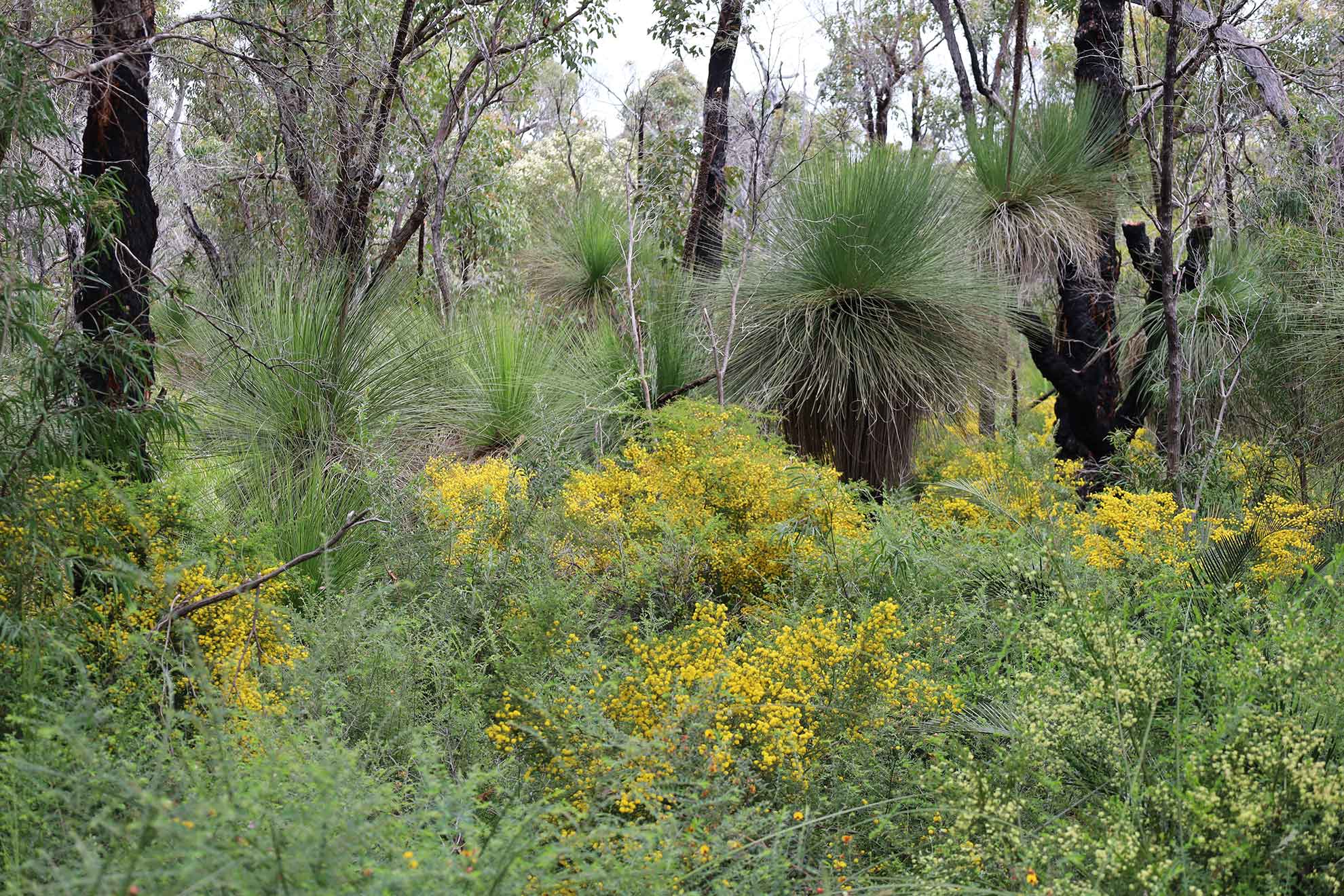 Healthy Bushland