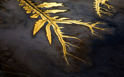 Reflect, Connect, Protect the River