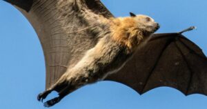 bat