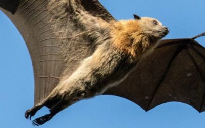 Secrets of south-west bats