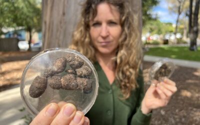 Scat trackers needed to fight feral animals