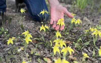 Orchids and wildflowers return after Blitz on arum lily