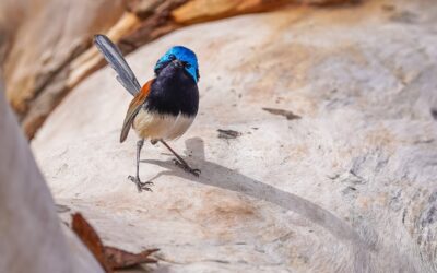 EOFY Appeal: Nature Needs Us Now