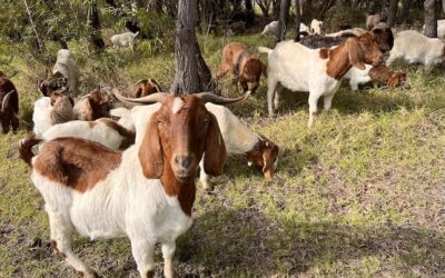 Goats join dam restoration at Island Brook Estate