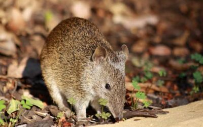Discover more about your place with a biodiversity assessment