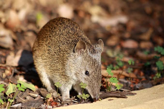 Biodiversity assessments
