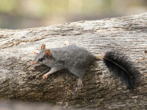 cute critters