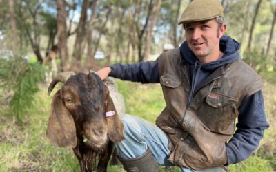 Goats take on weeds at workshop