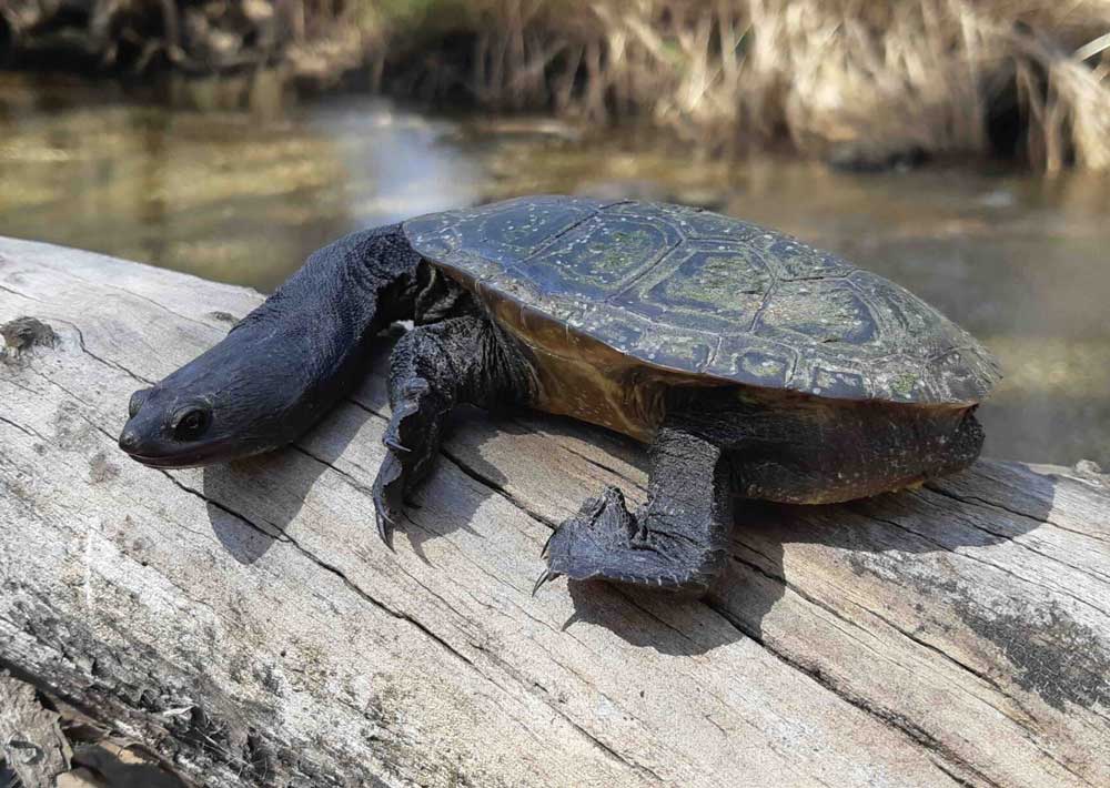 Snake necked turtle Margaret RIver
