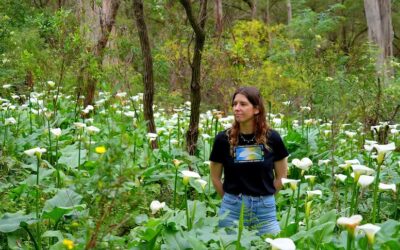 Arum lily declared a national weed as calls grow for action